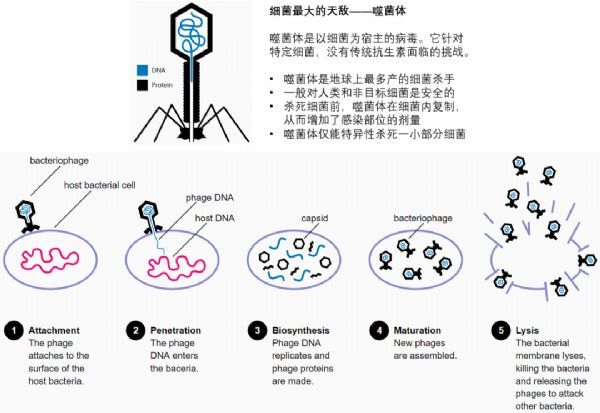 以毒抗菌噬菌体疗法公司完成4075万美元b轮融资有望突破抗生素耐药