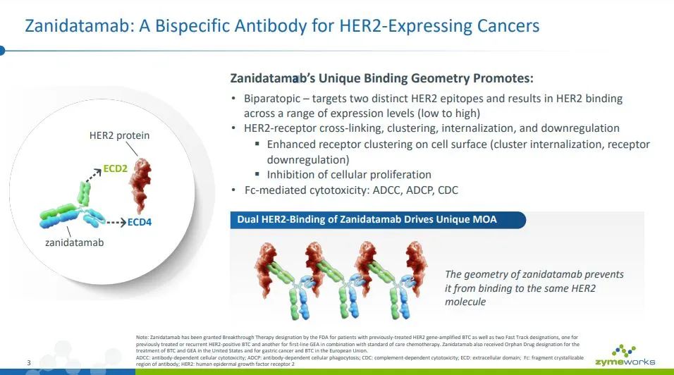 最高17.6 亿美元，Jazz引进Zymeworks的HER2双抗zanidatamab - 四川省医药保化品质量管理协会